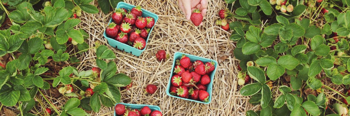 Spinach, strawberries and kale top annual report on the most pesticide-tainted produce