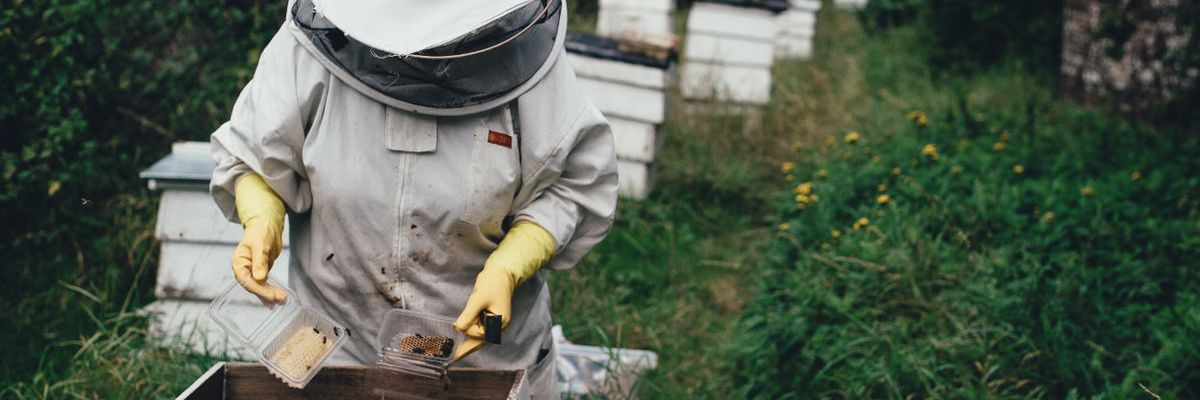 Weed killer residues found in 98 percent of Canadian honey samples
