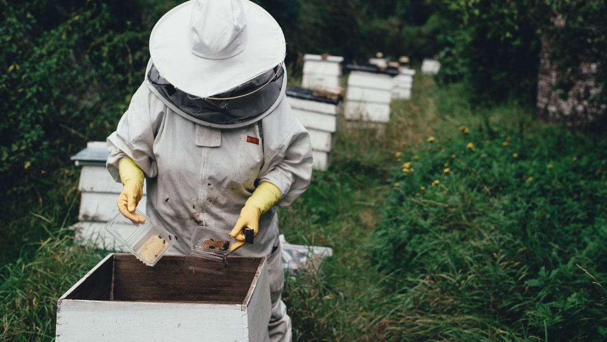 Weed killer residues found in 98 percent of Canadian honey samples