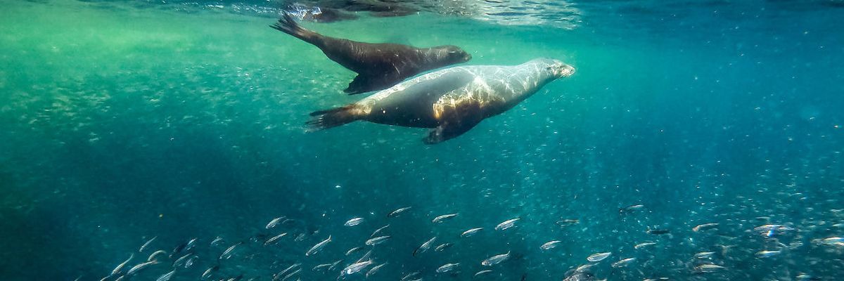 Peter Dykstra: The potential of ocean protection