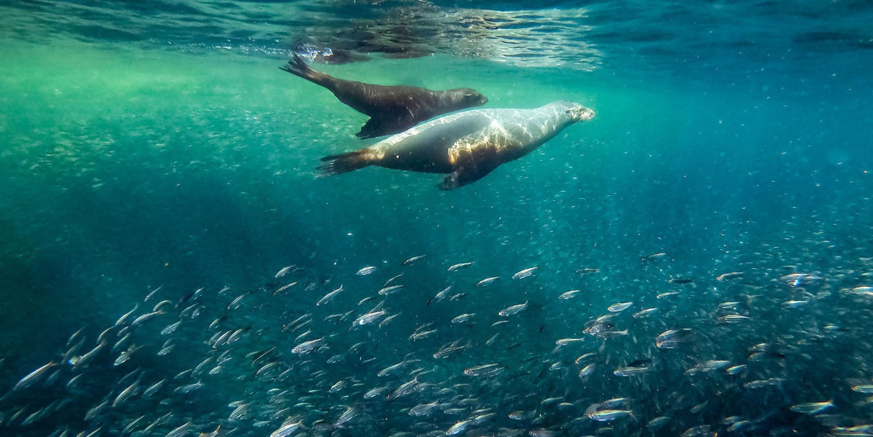 Peter Dykstra: The potential of ocean protection