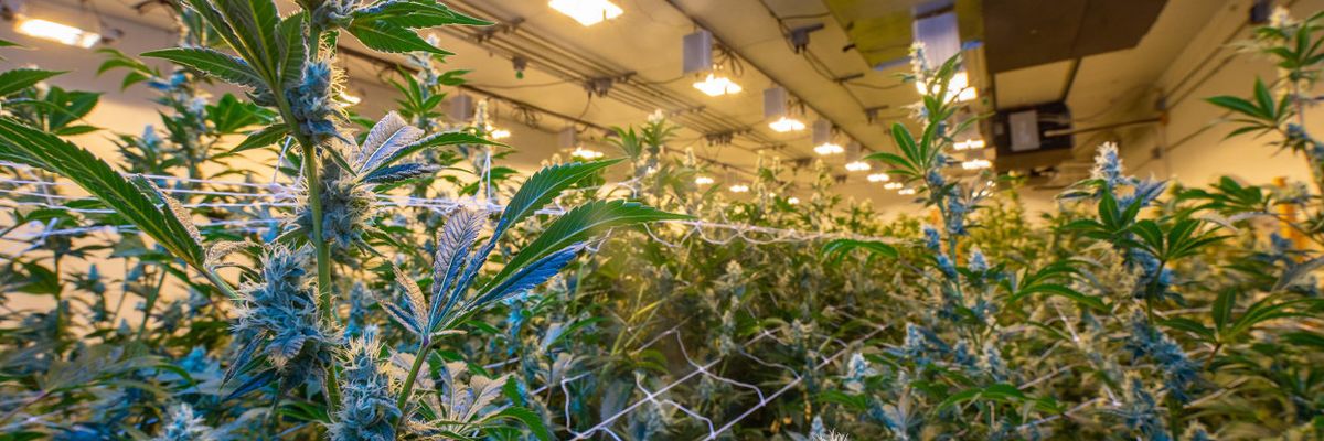 As legal cannabis spreads, growers go organic — and beyond