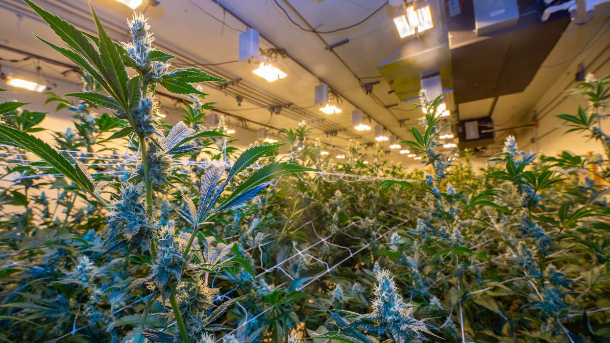 As legal cannabis spreads, growers go organic — and beyond