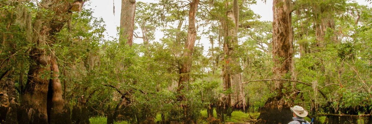 Ancient North Carolina trees that hold climate clues are under threat