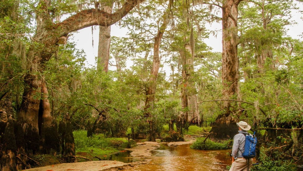 Ancient North Carolina trees that hold climate clues are under threat