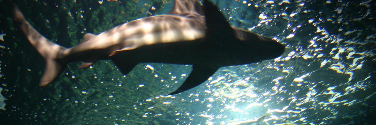 Peter Dykstra: Shark porn