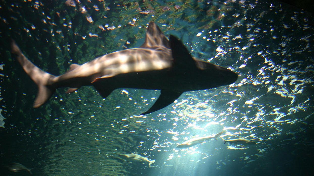 Peter Dykstra: Shark porn