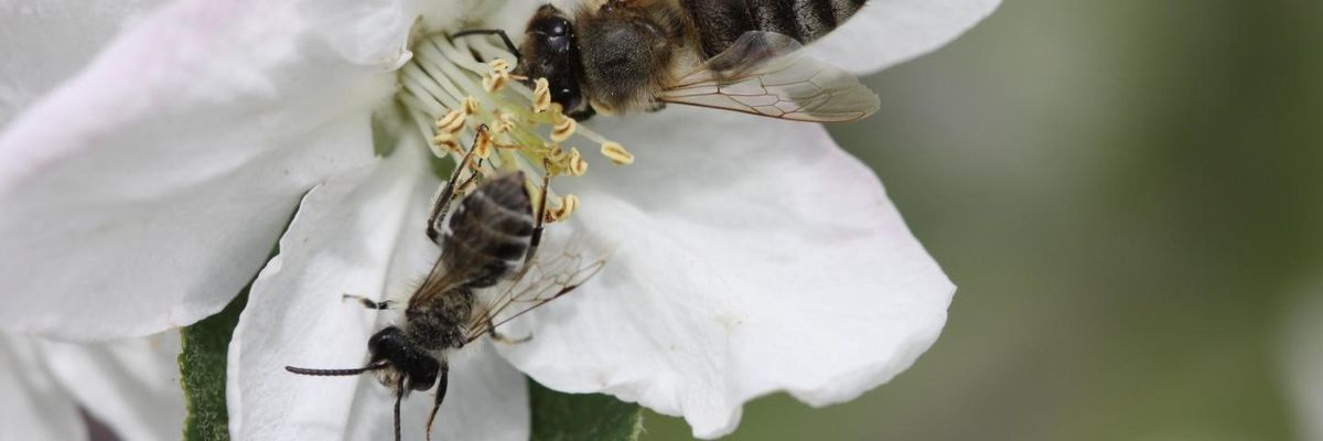 Monoculture farming is not good for bees: Study
