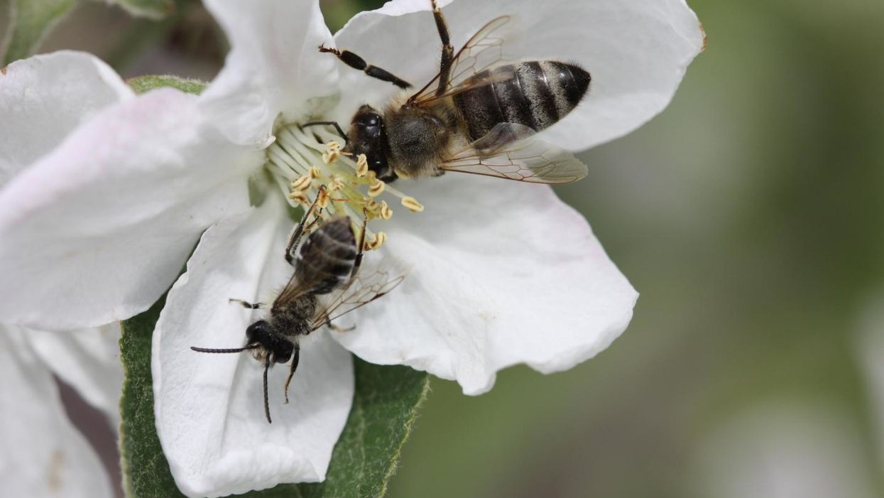 Monoculture farming is not good for bees: Study