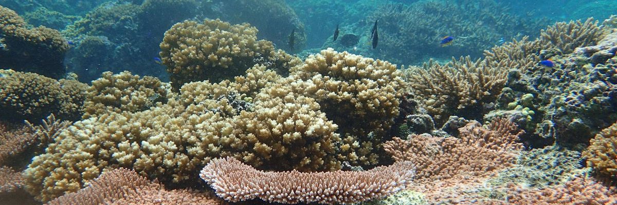 “A friend is gone:” Handpicking hardy corals to save them from warming waters