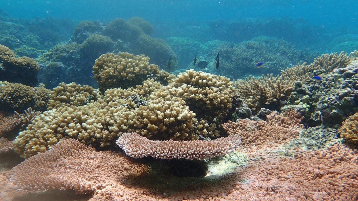 “A friend is gone:” Handpicking hardy corals to save them from warming waters