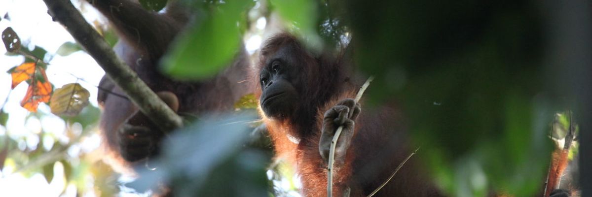 Balancing palm oil and protected forests to conserve orangutans