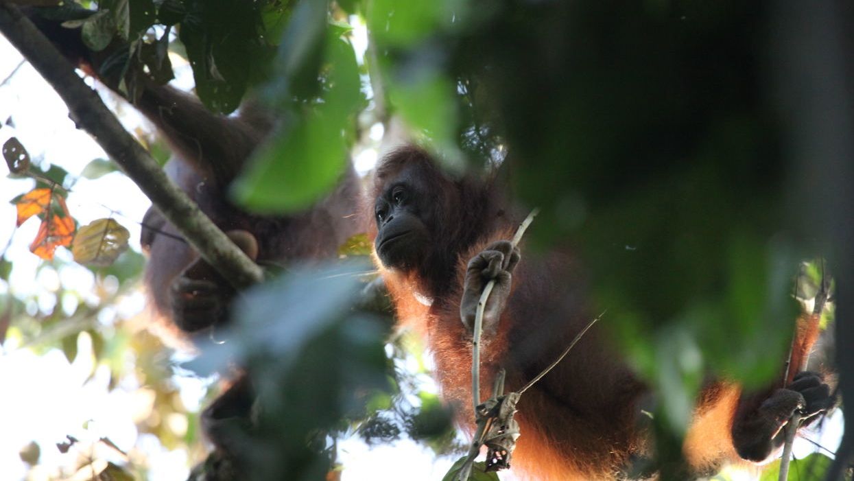 Balancing palm oil and protected forests to conserve orangutans