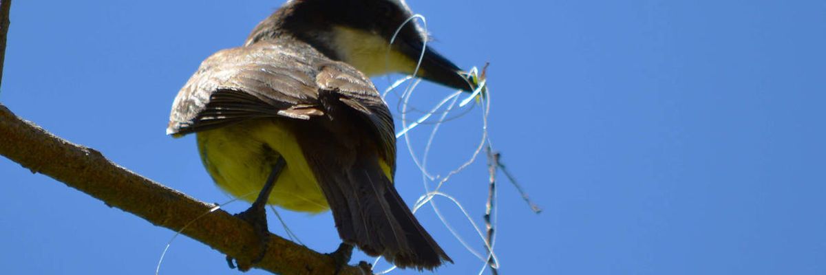 Freshwater is getting neglected when it comes to plastic pollution research