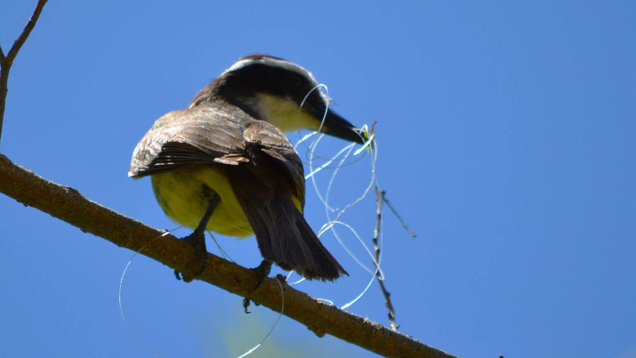 Freshwater is getting neglected when it comes to plastic pollution research