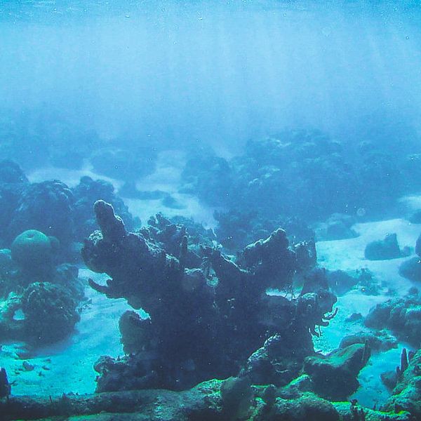 Surprise! Unexpected ocean heat waves are becoming the norm