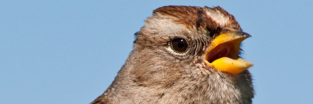 Common insecticide threatens survival of wild, migrating birds