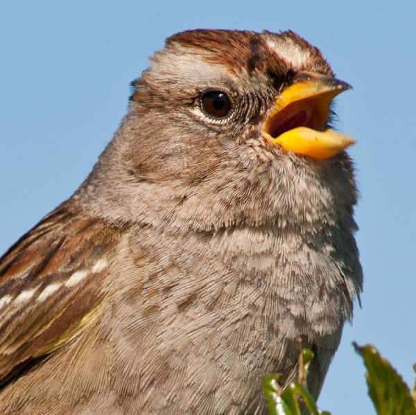 Common insecticide threatens survival of wild, migrating birds