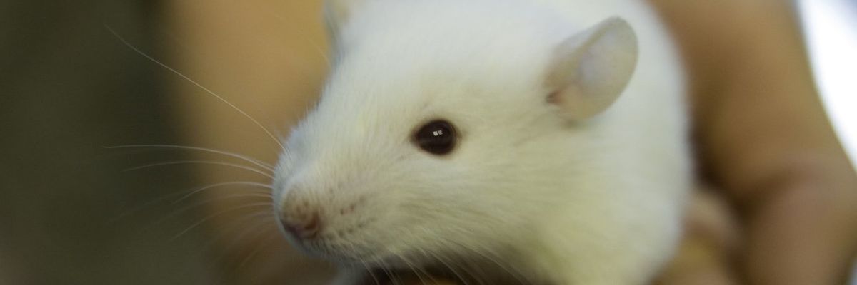 Op-ed: Thinking through the EPA’s commitment to eliminate the use of mammals in toxicity testing