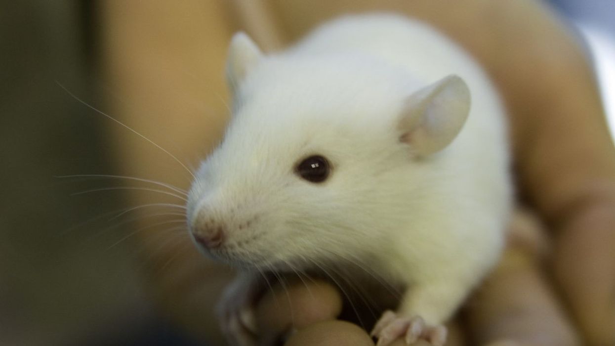 Op-ed: Thinking through the EPA’s commitment to eliminate the use of mammals in toxicity testing