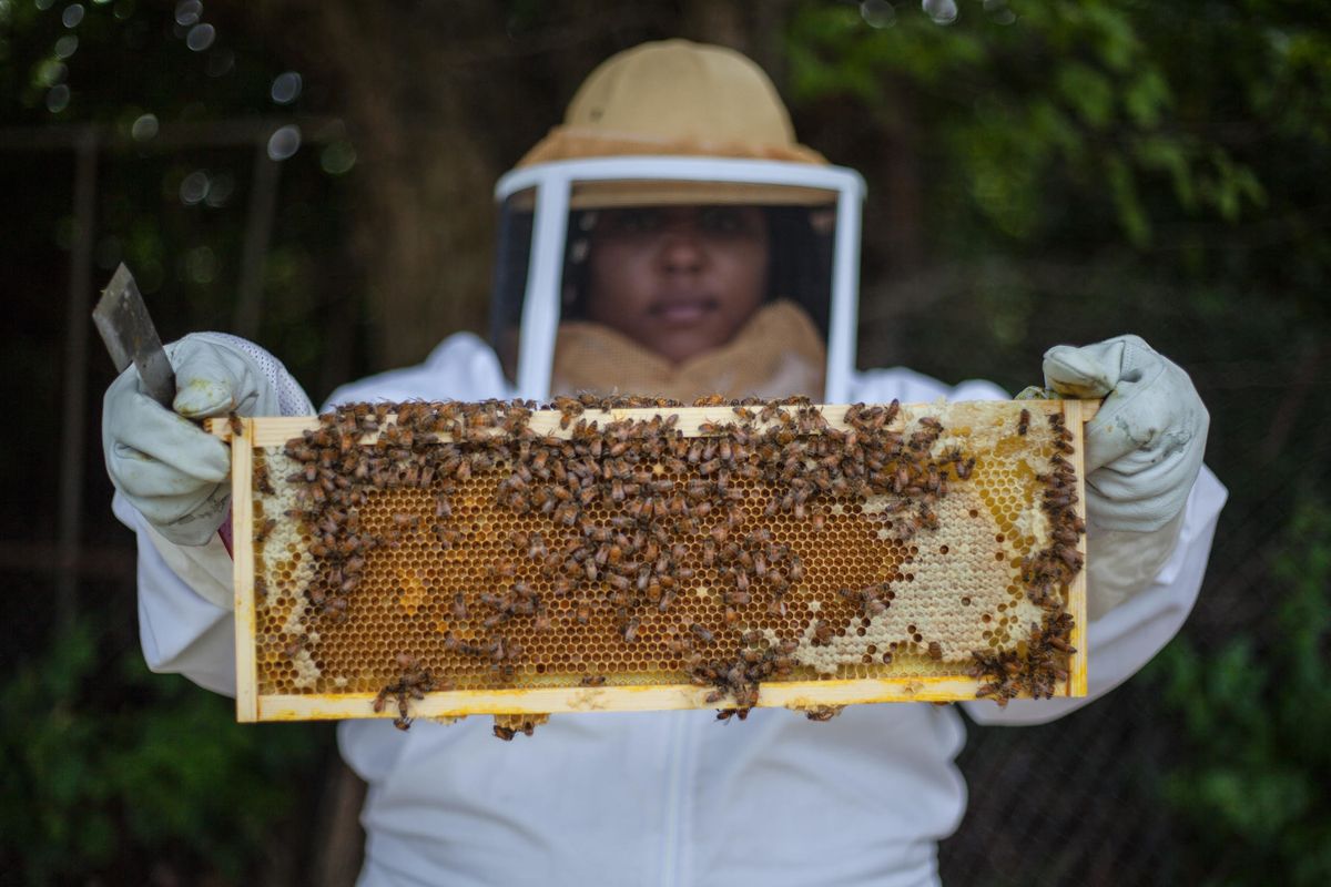 Creating a buzz in Detroit’s vacant lots