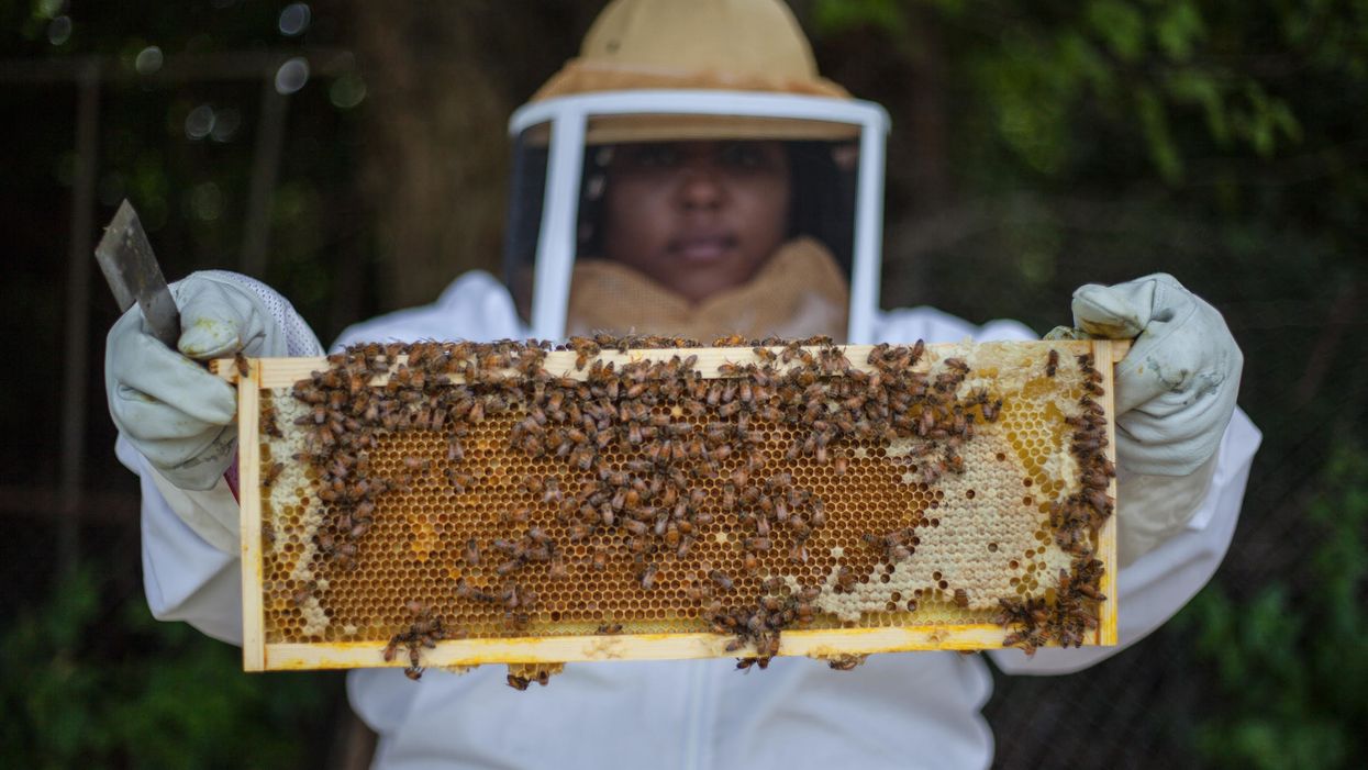 Creating a buzz in Detroit’s vacant lots