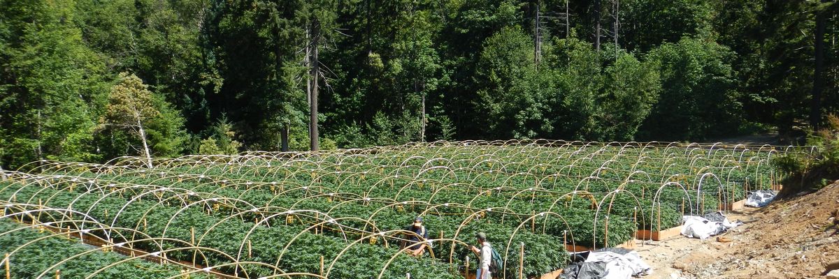 Weed and water woes in the legendary Emerald Triangle