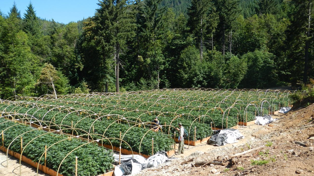 Weed and water woes in the legendary Emerald Triangle