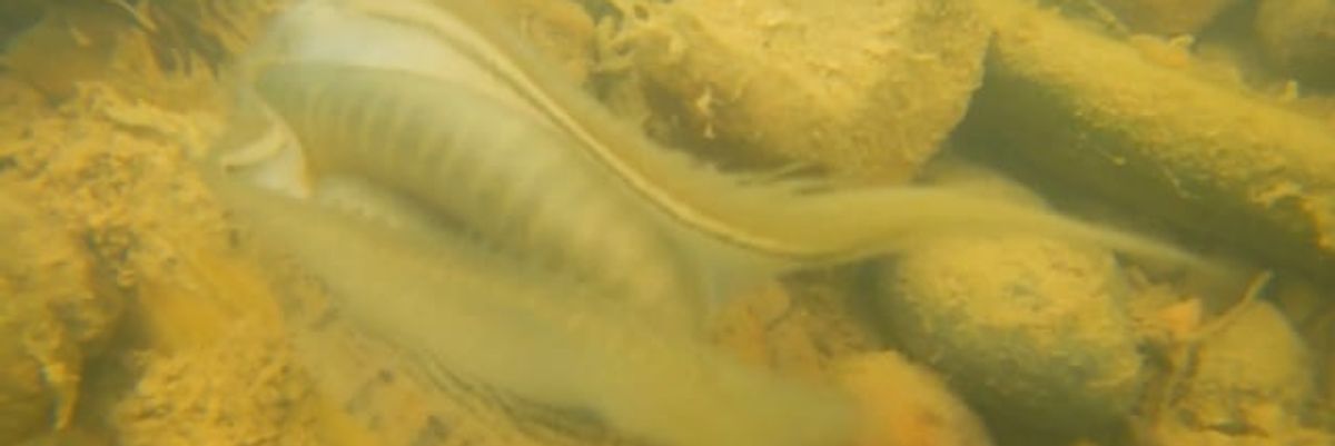 Fighting for the Ohio River watershed’s mussels: Experts are working to get to the bottom of their mysterious disappearances