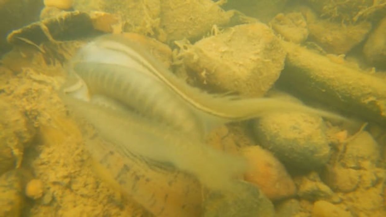 Fighting for the Ohio River watershed’s mussels: Experts are working to get to the bottom of their mysterious disappearances