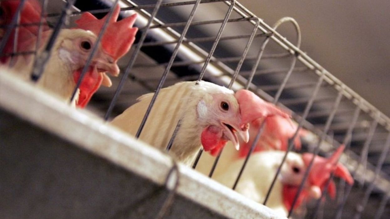 US wants the EU to accept chemical-washed chicken as part of trade deal
