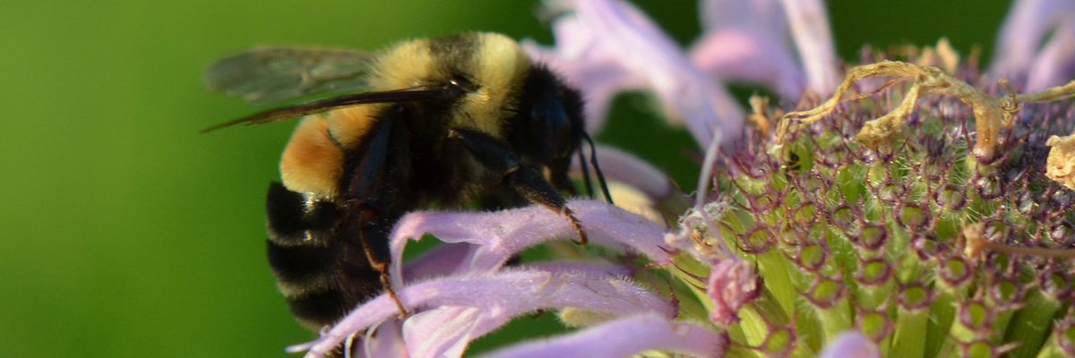“Climate chaos” and bumble bee extinctions