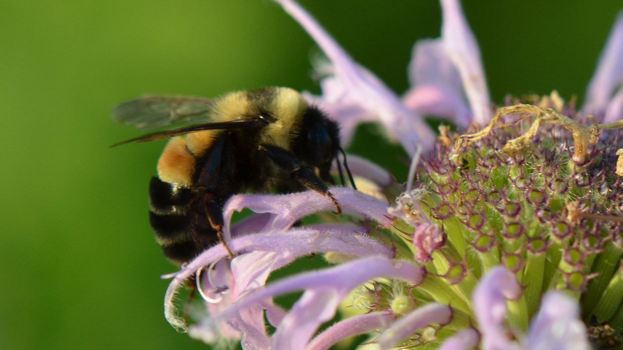 “Climate chaos” and bumble bee extinctions