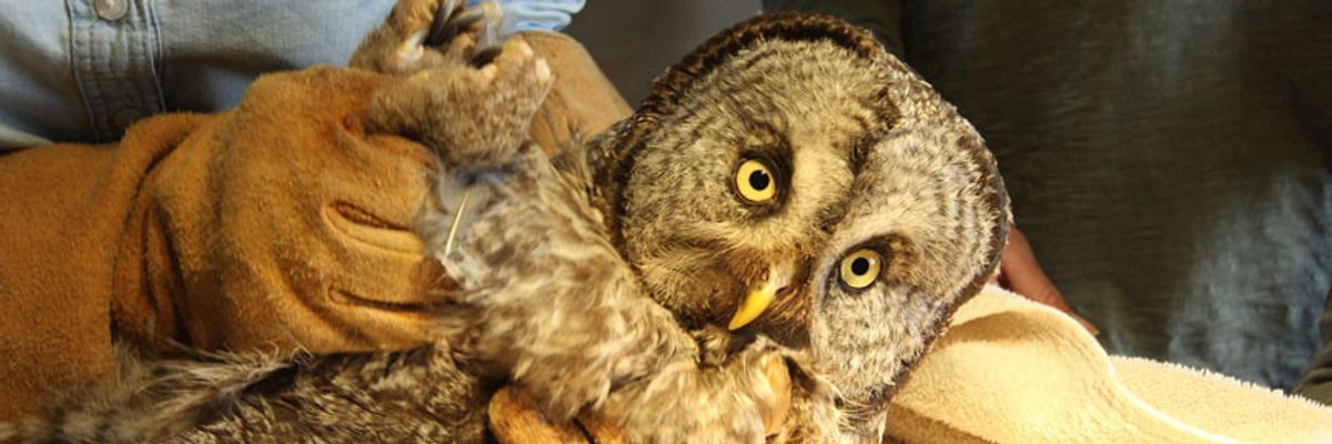 Winged Warnings: Built for survival, birds in trouble from pole to pole