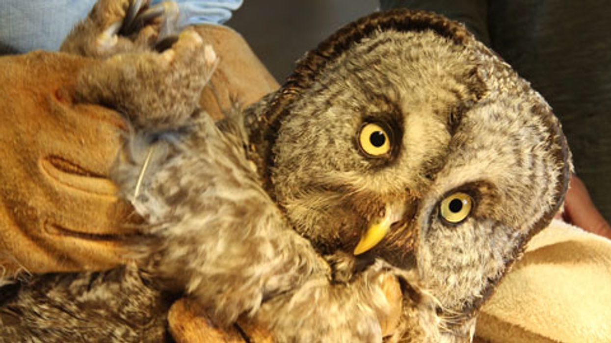 Winged Warnings: Built for survival, birds in trouble from pole to pole