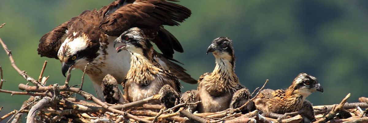 Winged Warnings: Osprey whisperers