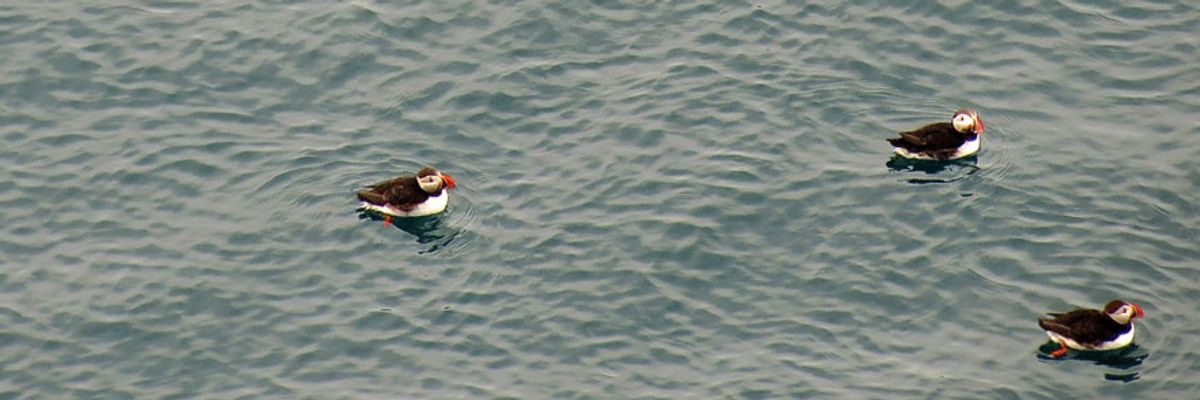 Winged Warnings: Empty nests of the North