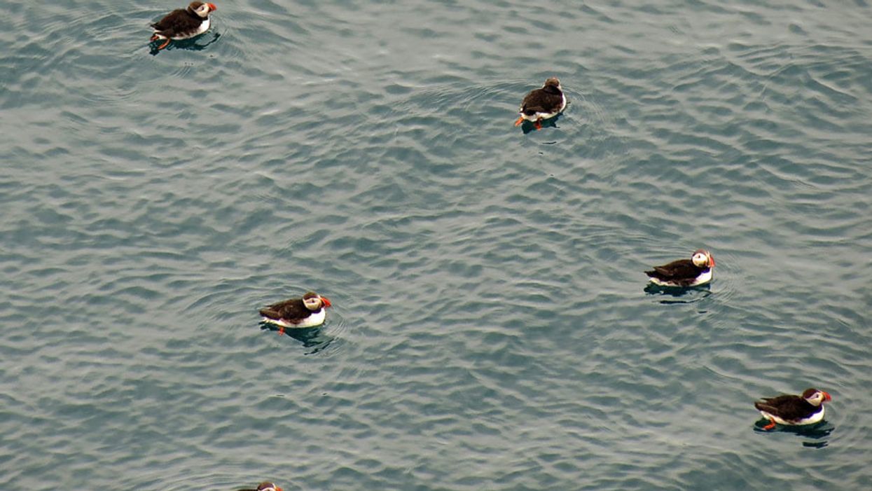 Winged Warnings: Empty nests of the North