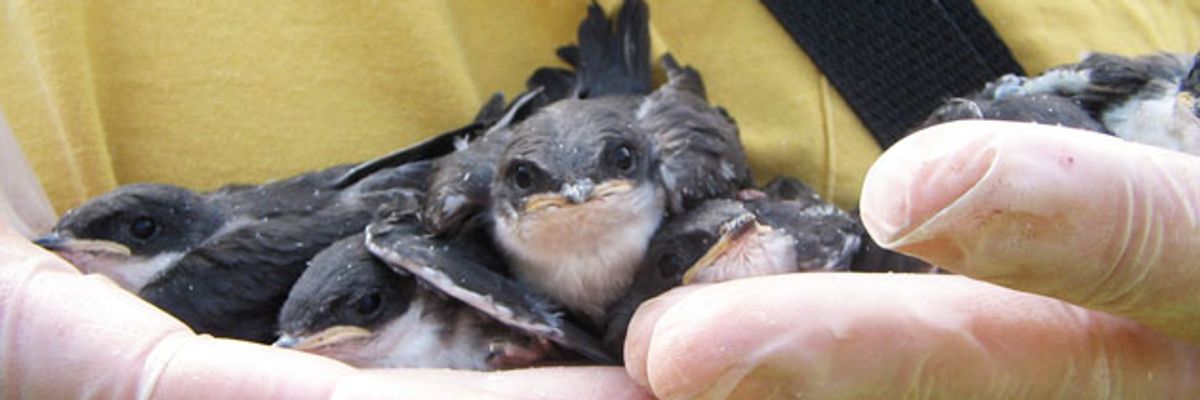 Winged Warnings: Heavy metal songs