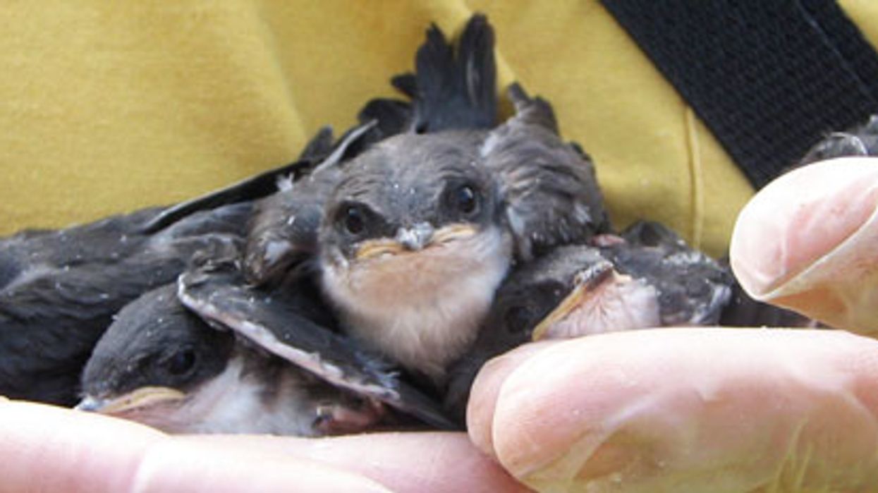 Winged Warnings: Heavy metal songs