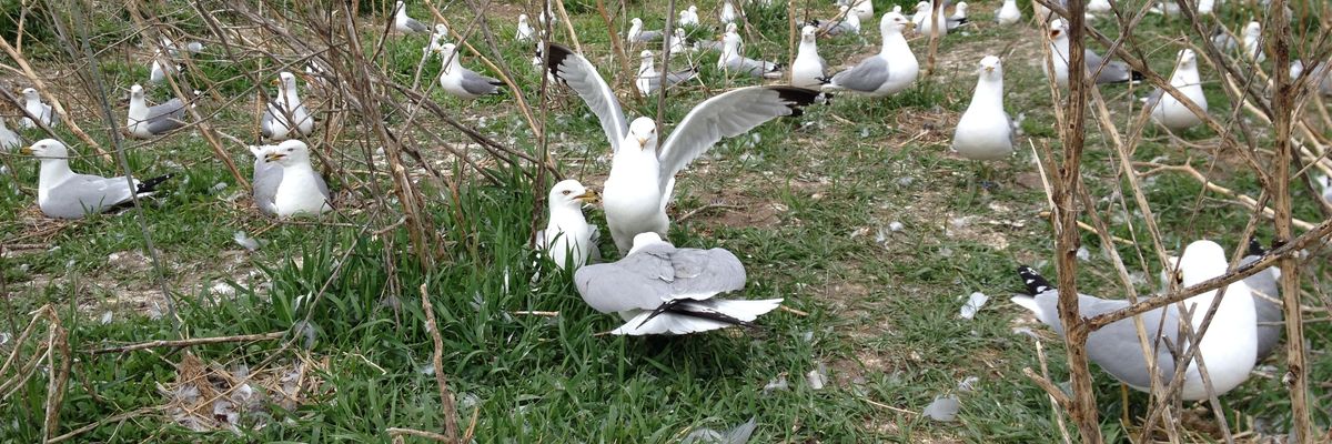 Winged Warnings: Toxic gulls