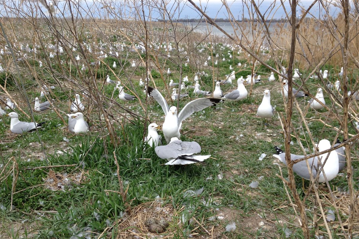 Winged Warnings: Toxic gulls