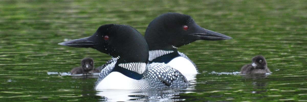 Winged Warnings: Loon, interrupted