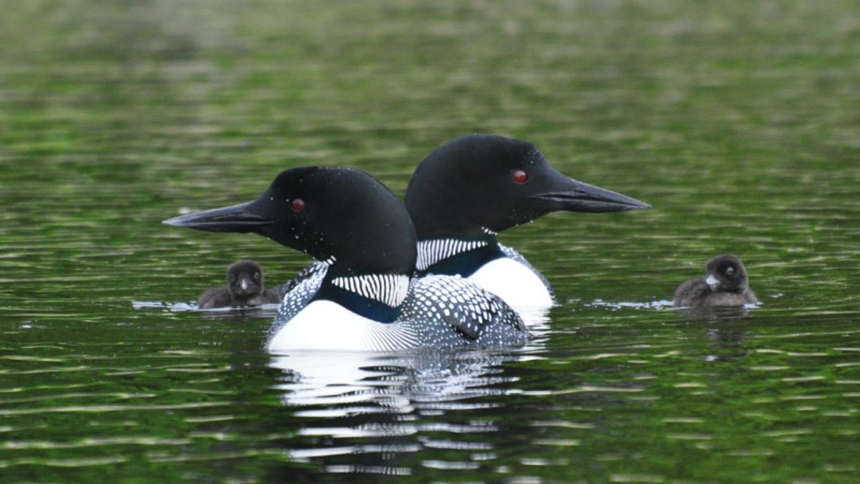 Winged Warnings: Loon, interrupted