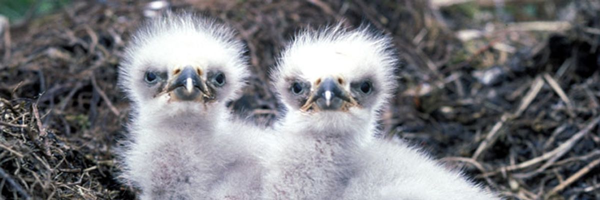 Winged Warnings: Metal madness