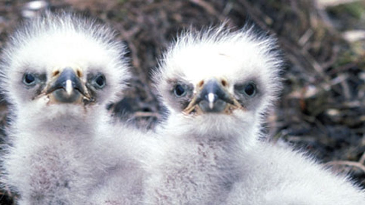 Winged Warnings: Metal madness