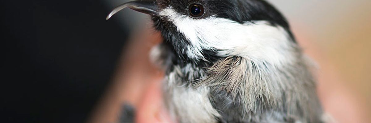 Winged Warnings: Twisted beaks