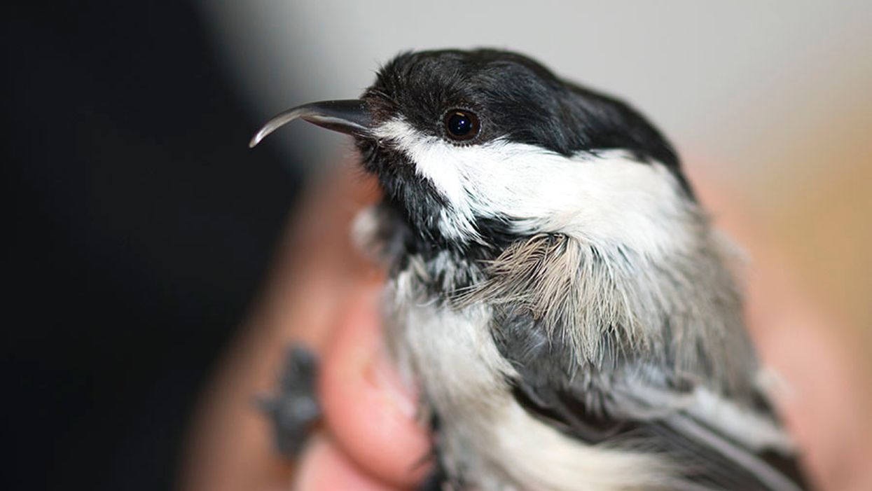 Winged Warnings: Twisted beaks