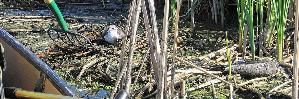 Winged Warnings: Mass murder by botulism