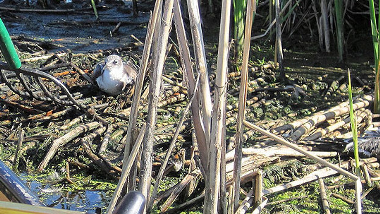 Winged Warnings: Mass murder by botulism